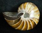 Inch Nautilus fossil from Madagascar #3682-1